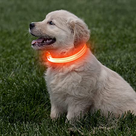 Dog Led Collar